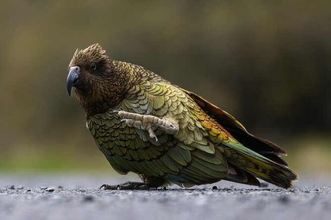 Premium Milford Sound Cruise Including Lunch - Waterfalls, rainforest, and the best photo positions