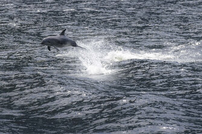 Premium Milford Sound Cruise Including Lunch - Lunch, canapes, and the premium table service