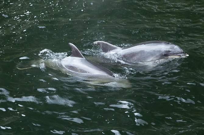 Premium Milford Sound Small Group Tour & Cruise from Queenstown - Lake Gunn, the Hollyford River, and the Darran Mountains