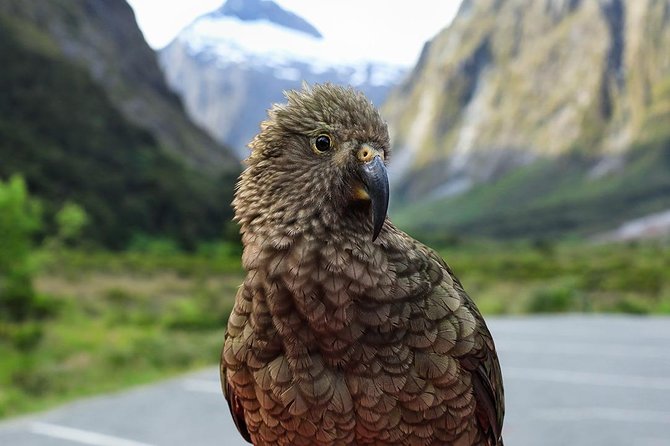 Premium Milford Sound Tour, Cruise & Lunch from Te Anau - Lake Gunn and the Hollyford River add variety