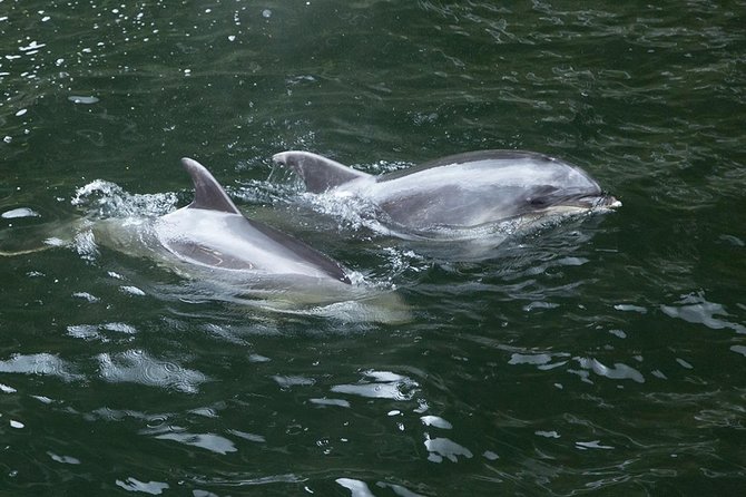 Premium Milford Sound Tour, Cruise & Lunch from Te Anau - The Homer Tunnel is part of the adventure