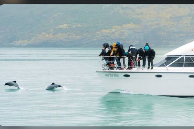 Private Akaroa Day Tour From Christchurch - Choosing between a harbor cruise and time on land