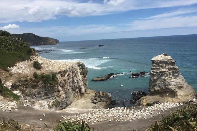 Private Auckland City Tour Including Auckland Tour House Visit - Weather, timing, and comfort