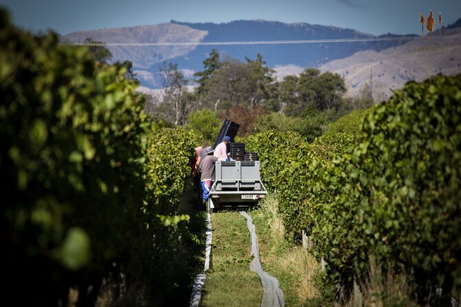 Private Driving Wine Tour (full day) in the Marlborough Region - Pickup, timing, and the small details that matter