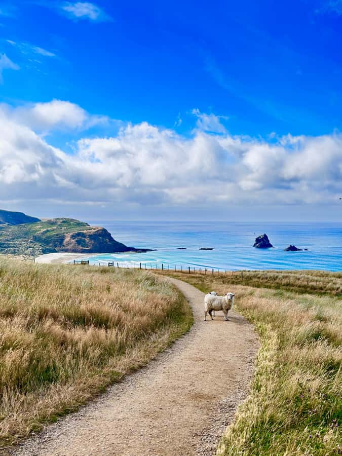 Private Dunedin City Highlights and Otago Peninsula Day Tour - Why this six-hour route works