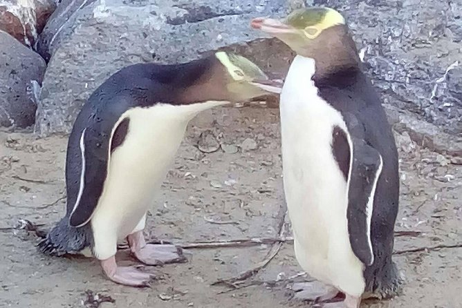 Private Guided Tour of Dunedin City Heritage and Unique Wildlife and Scenery - Why this tour works so well in Dunedin