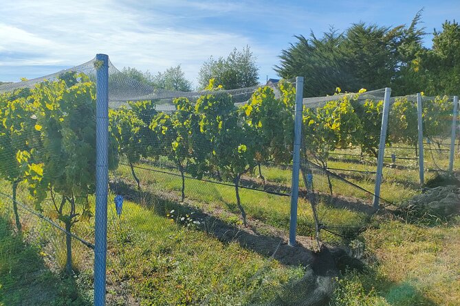 Private Martinborough Wine Tour for Wine Enthusiasts - Palliser Estate starts with the working winery