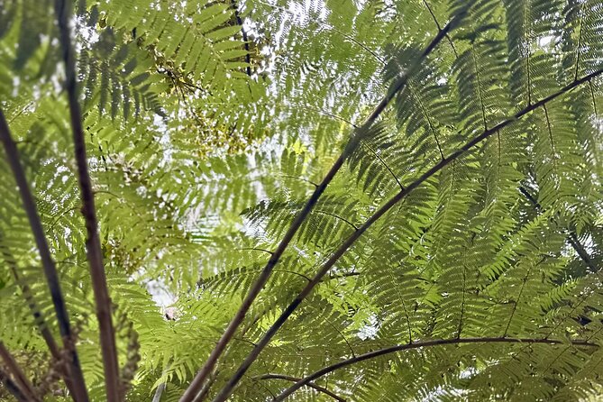 Private Piha Beach, Rainforest Adventure & Mt. Eden with Guide - Mount Eden gives the day a city finish
