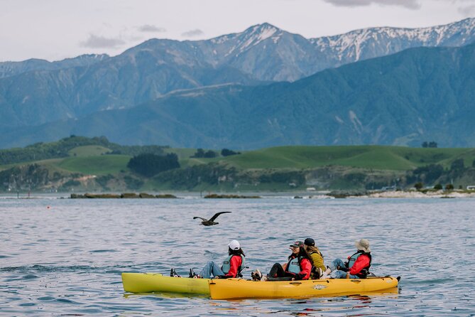 Private Seal Kayaking and Wildlife Tour in Kaikoura - Key points to know before you book