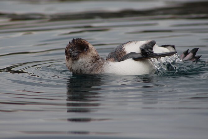 Private Seal Kayaking and Wildlife Tour in Kaikoura - Seeing the Peninsula Walkway from the water