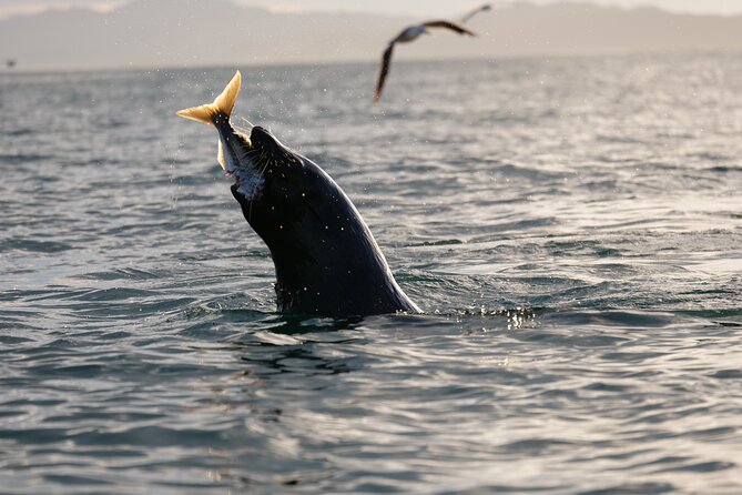 Private Seal Kayaking and Wildlife Tour in Kaikoura - Local stories beyond seals and seabirds