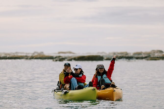 Private Seal Kayaking and Wildlife Tour in Kaikoura - Who should book, and who should think twice