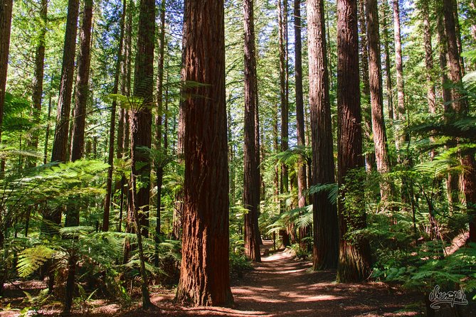 Private Tauranga Day Trip-Rotorua Geysers & Canopy Tree Walk. - From Mount Maunganui to Rotorua in Seven Hours