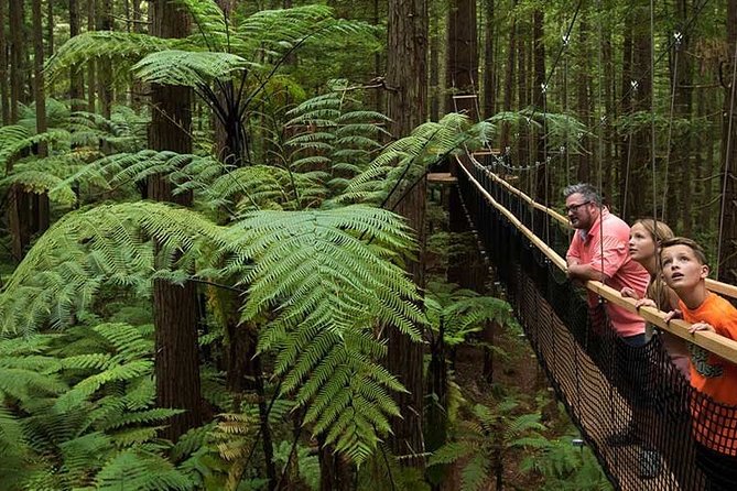 Private Tauranga Day Trip-Rotorua Geysers & Canopy Tree Walk. - Who Will Enjoy This Private Tauranga Excursion?