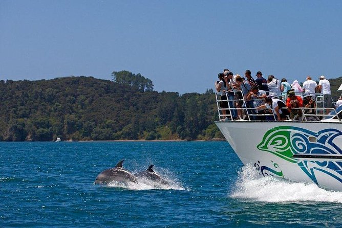 Private Tour: Bay of Islands Day Trip from Auckland - Parry Kauri Park and Northland’s giant trees