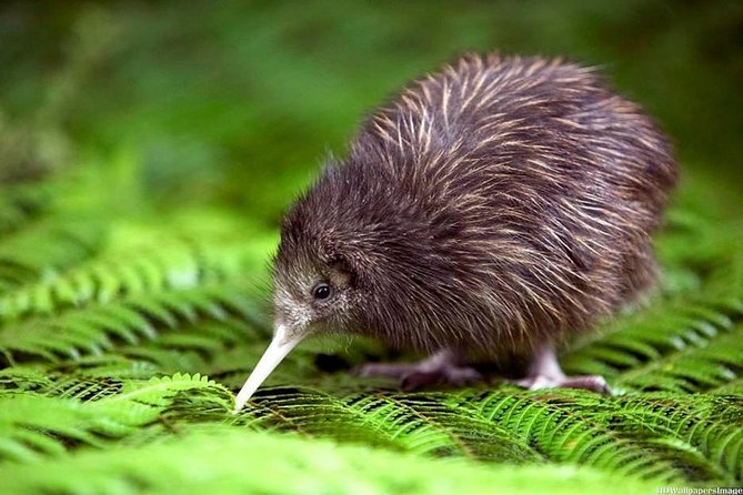 Private tour from Auckland - Waitomo Glowworm Caves, Zealong Tea & Kiwi Bird - Why this private Waikato day works well