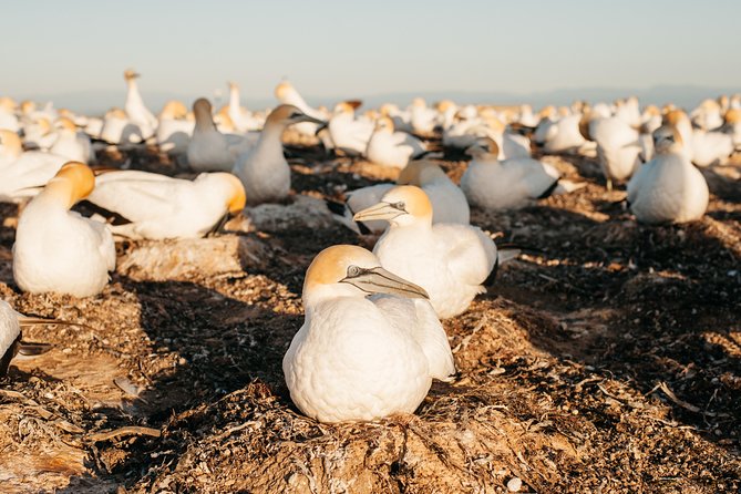 Private tour to Cape Kidnappers Gannet Colony - Why Cape Kidnappers feels different from an ordinary bird trip