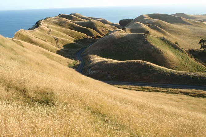 Private tour to Cape Kidnappers Gannet Colony - The 45-minute gannet colony visit