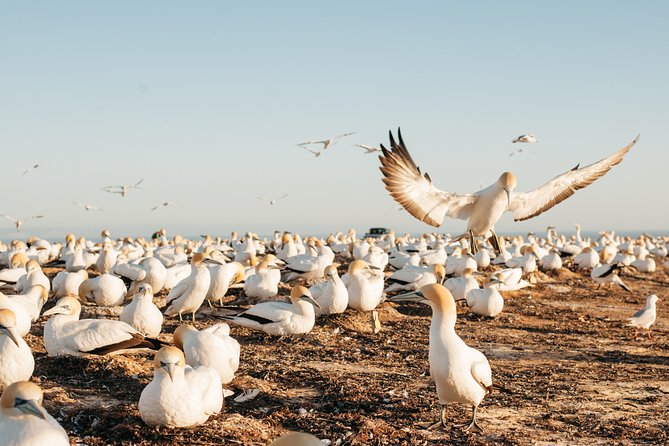 Private tour to Cape Kidnappers Gannet Colony - Who will enjoy this tour most?