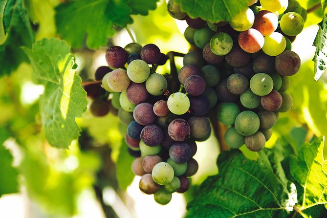 Private Tour - Waiheke Island Luxury Experience - Seeing Waiheke with a private vehicle and guide