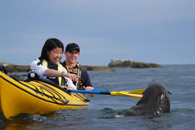 Private Wildlife Kayaking Tour - Kaikoura - Key points about the Kaikoura kayak tour