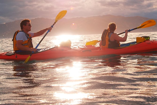 Private Wildlife Kayaking Tour - Kaikoura - Meeting Kaikoura Kayaks on Killarney Street