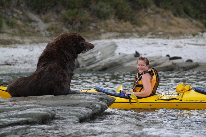 Private Wildlife Kayaking Tour - Kaikoura - Watching fur seals hunt near your kayak