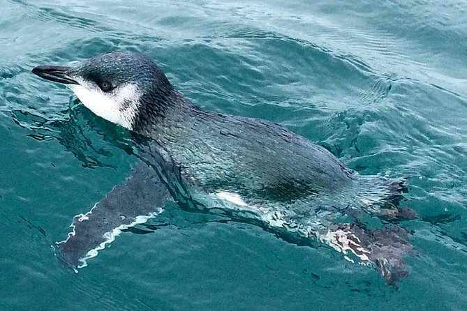 Private Wildlife Kayaking Tour - Kaikoura - Two stops with different views of the coast