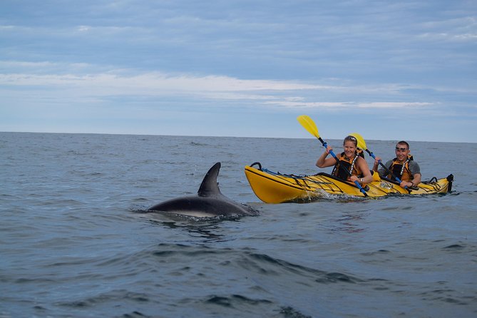 Private Wildlife Kayaking Tour - Kaikoura - What $248.23 per person buys you