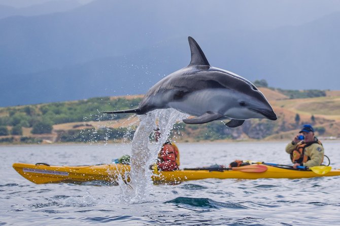 Private Wildlife Kayaking Tour - Kaikoura - Getting ready for a first kayak trip