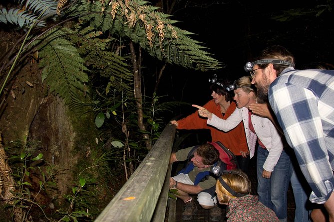 Puketi Rainforest Guided Walks .This is not a Shore Excursion product . - Key things to know before you book