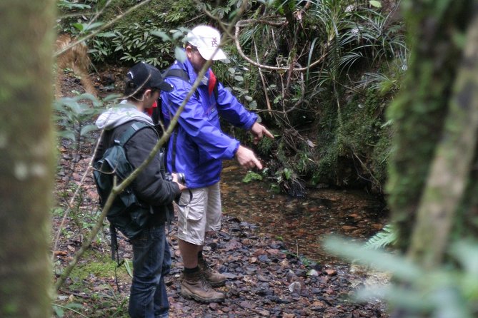 Puketi Rainforest Guided Walks .This is not a Shore Excursion product . - Walking beneath Puketi’s giant kauri