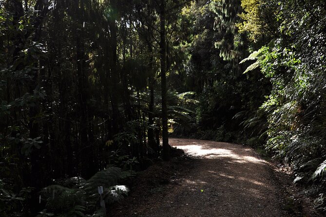Puketi Rainforest Guided Walks .This is not a Shore Excursion product . - What changes after dark