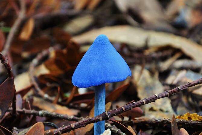 Puketi Rainforest Guided Walks .This is not a Shore Excursion product . - Tea, lunch, and what to carry