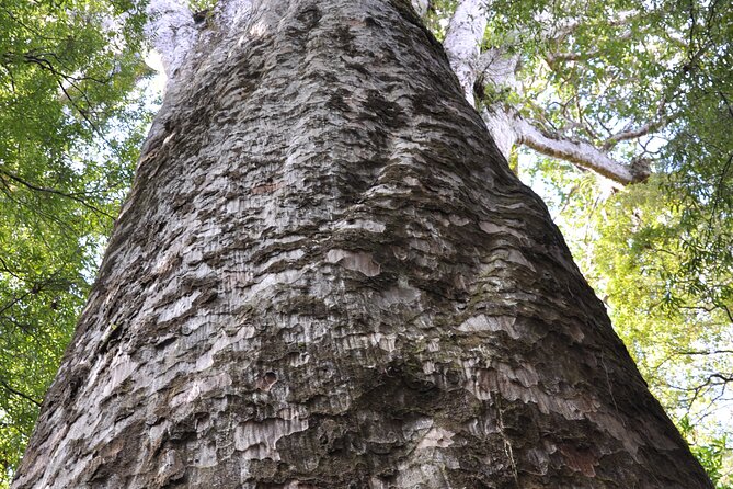 Puketi Rainforest Guided Walks .This is not a Shore Excursion product . - Getting to Okaihau and planning your day