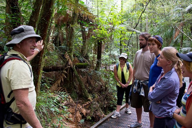 Puketi Rainforest Guided Walks .This is not a Shore Excursion product . - Waterfalls, the Puketi River, and forest sounds