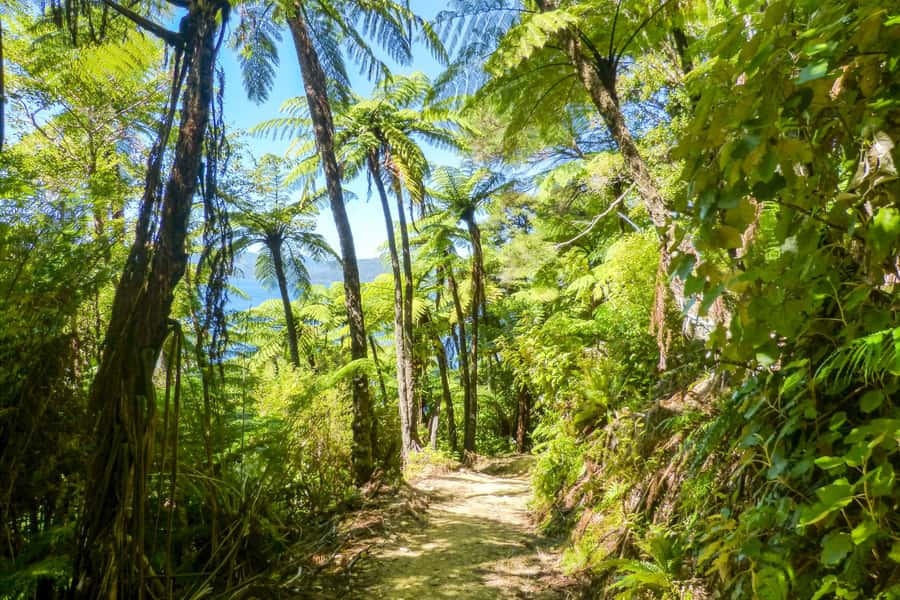 Queen Charlotte Track: Cruise & Self-Guided Hike from Picton - Fitness, footwear, and what to pack