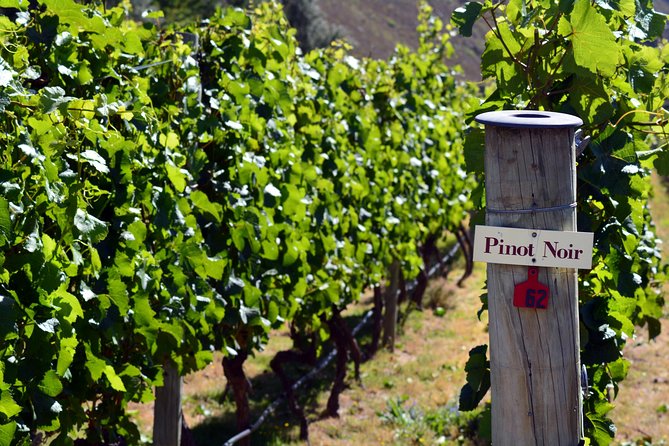 Queenstown Afternoon Wine Tour - Peregrine | Kinross | Amisfield - Is $166.93 a fair price?