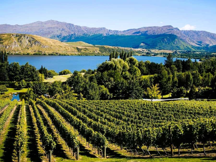 Queenstown, Arrowtown, Gibbston: Flexible Wine Hopper Tours - What the $59 price really buys you