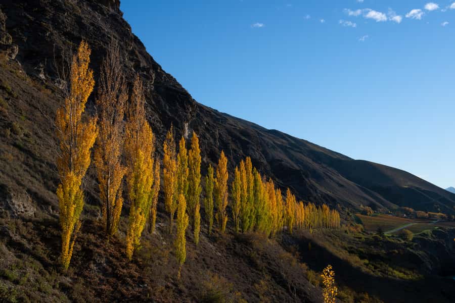 Queenstown: Craft Beer Brewery Tour with Lunch - Is $110 good value?