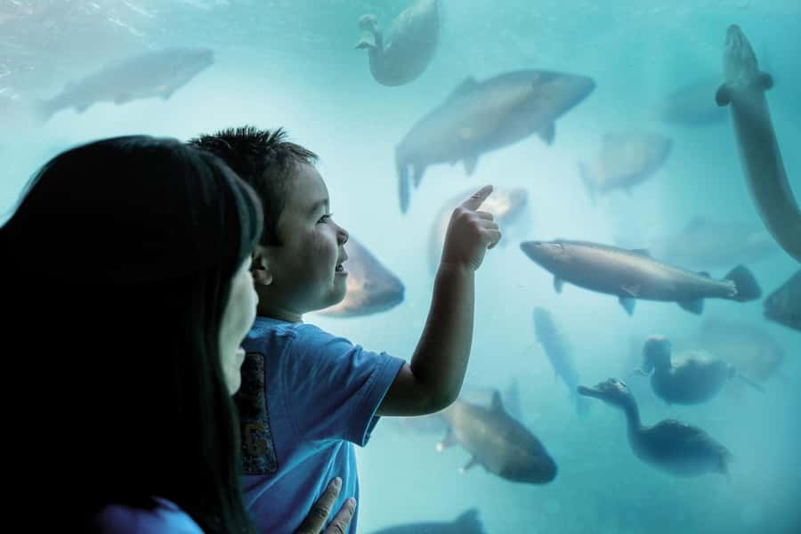 Queenstown: Hidden Underwater Theatre Experience - Starting at Main Town Pier