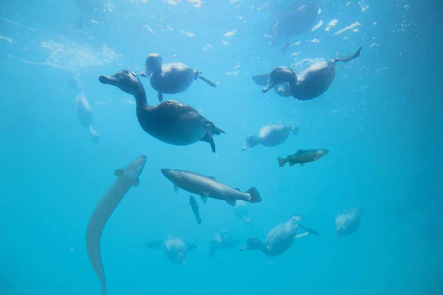 Queenstown: Hidden Underwater Theatre Experience - Best times to fit it into your day