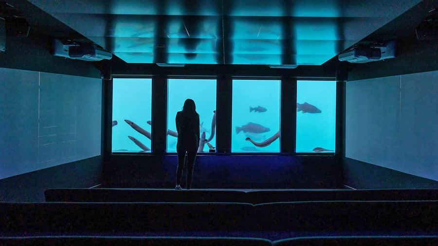 Queenstown: Hidden Underwater Theatre Experience - Family appeal and age considerations