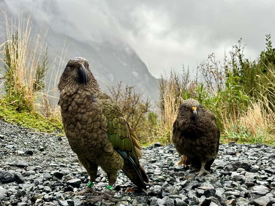 Queenstown: Milford Sound Small-Group Tour w Cruise & Lunch - Mirror Lakes are small but worth the stop