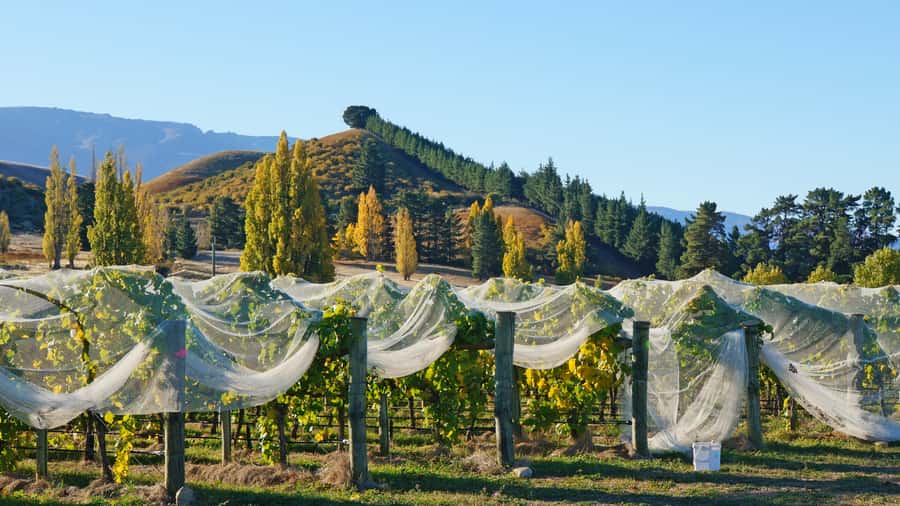 Queenstown: Private Day Trip to Wanaka, Arrowtown & More - Comfort, group size, and the real value of $376