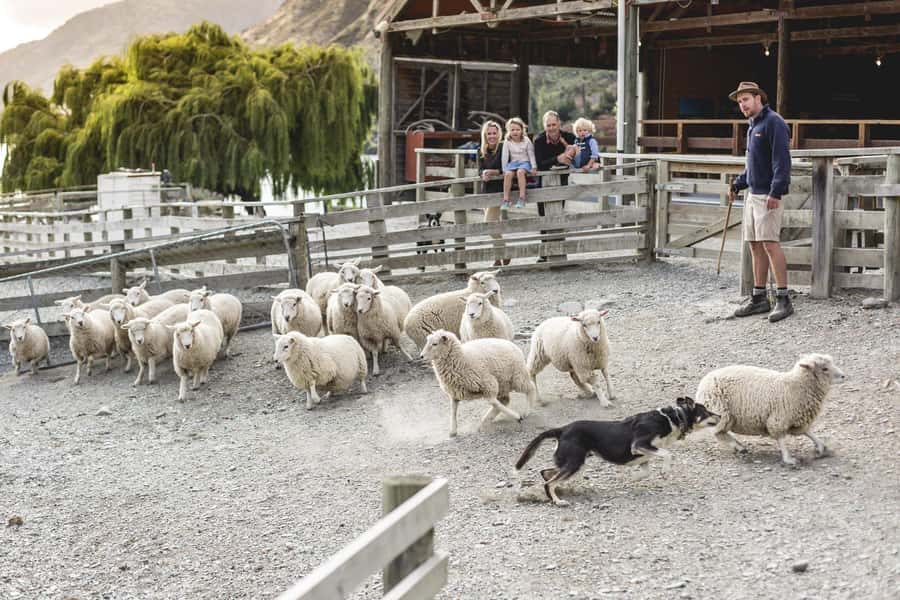 Queenstown: Queenstown Lake Cruise and Walter Peak Farm Tour - Walter Peak Farm and its animal residents