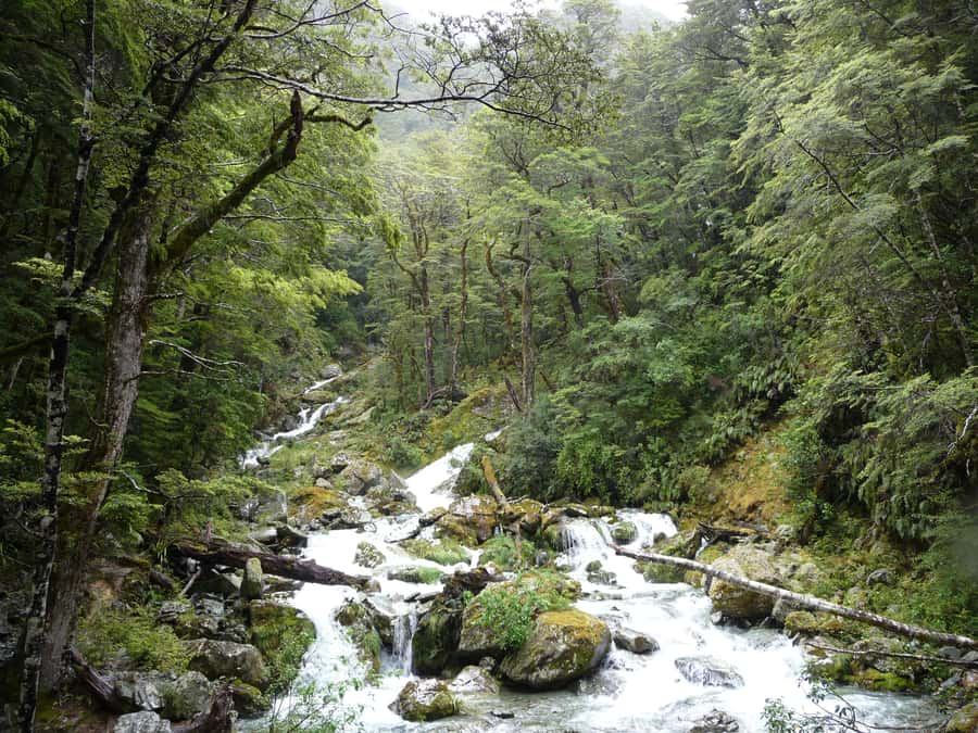Queenstown: Routeburn Track Guided Full-Day Walk or Half Day - Fitness, Clothing, and Practical Preparation