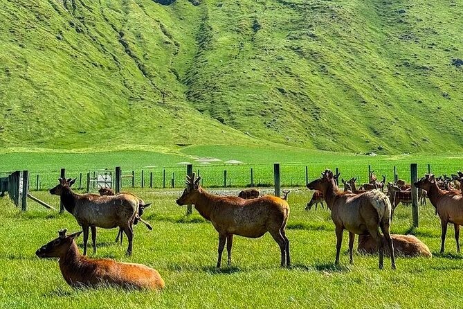 Queenstown to Christchurch One Way Tour Via Lake Tekapo & Mt Cook - Hooker Valley offers a short taste of alpine walking