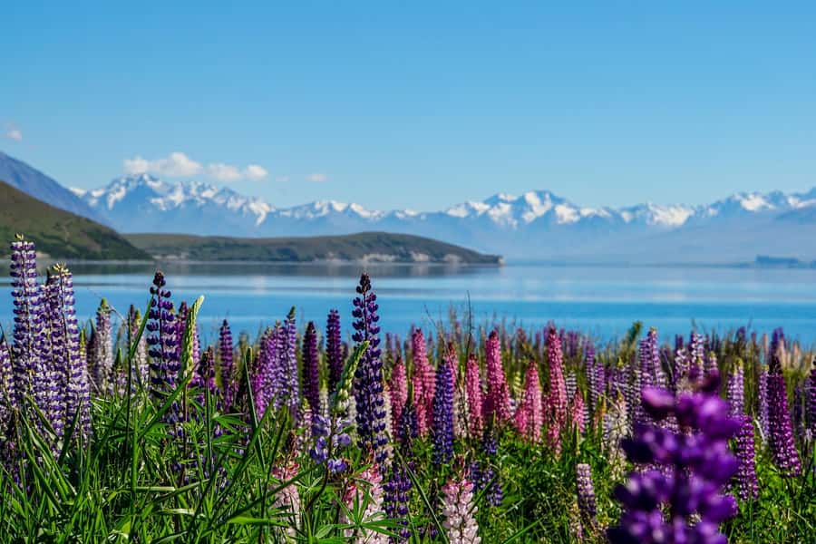 Queenstown to Christchurch via Mt Cook One-Way Tour - Omarama gives you a useful half-hour break