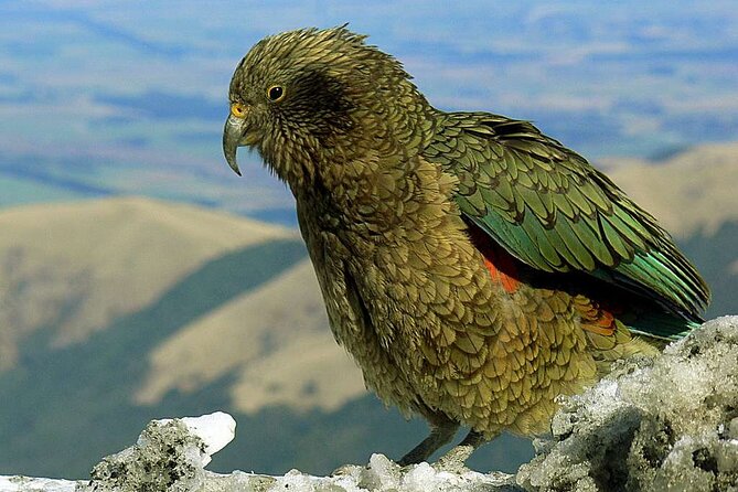 Queenstown to Lake Tekapo via Mt Cook One-Way Small Group Tour - Choosing between walks and paid activities